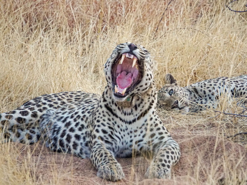 Tag 10 - Okonjima Leopard