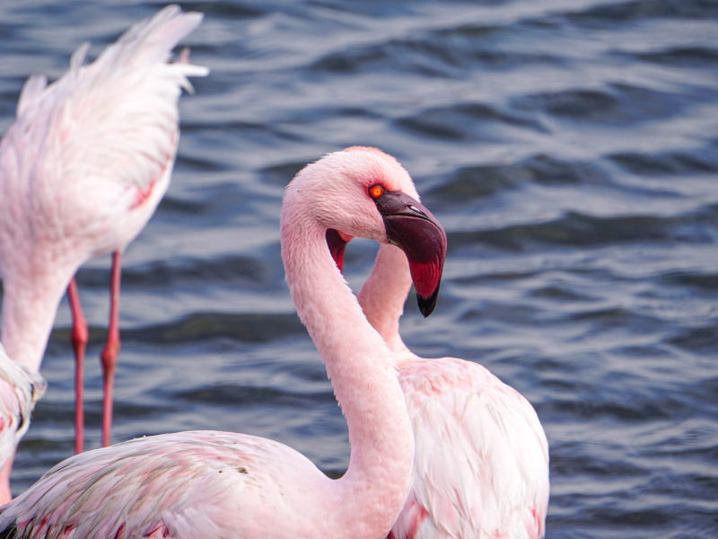 Tag 4 - Flamingos