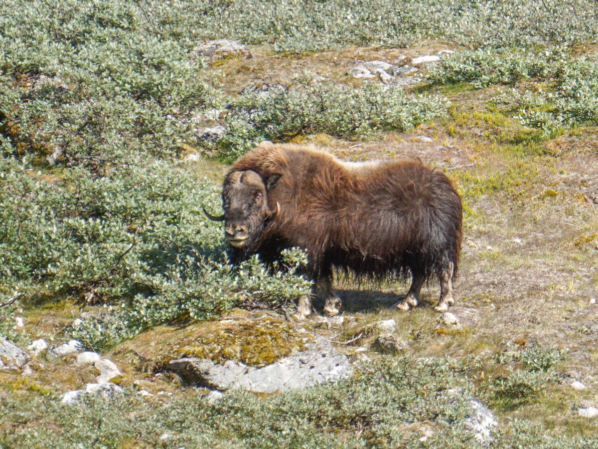 Kangerlussuaq Moschusochse