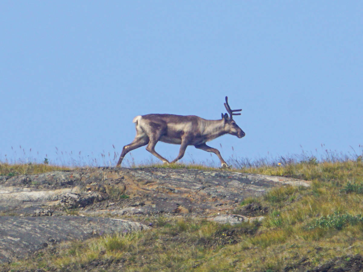 Kangerlussuaq Rentier