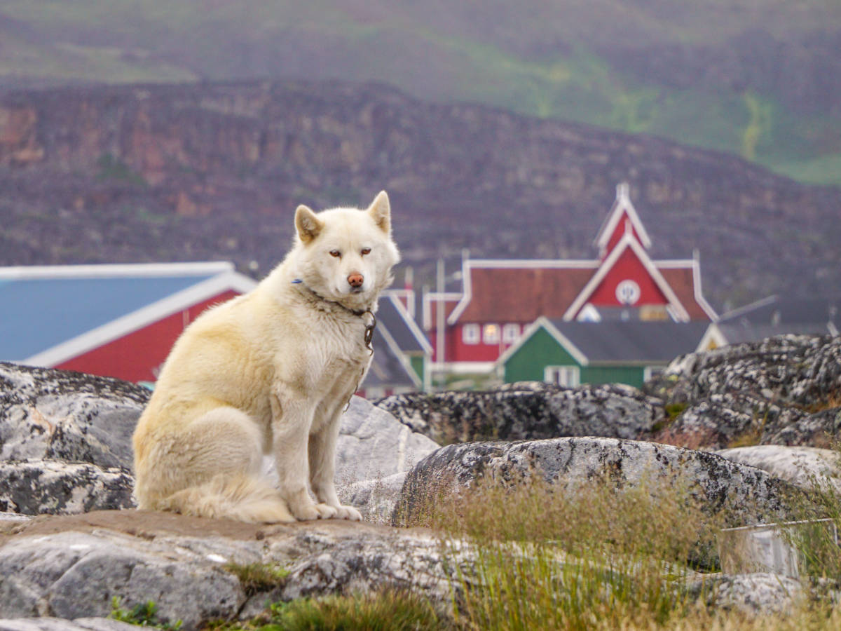 Qeqertarsuaq